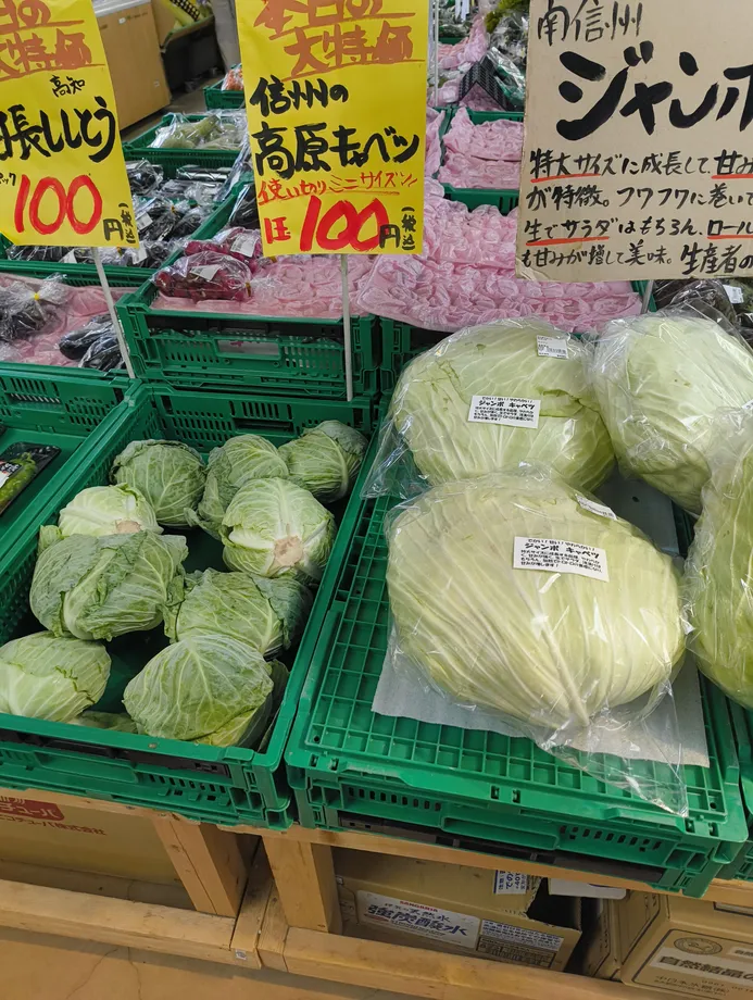 可児ってで販売していた特大キャベツ、普通の３倍くらいでかい