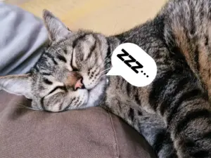 飼い猫のじゅうべえがねてるとこ