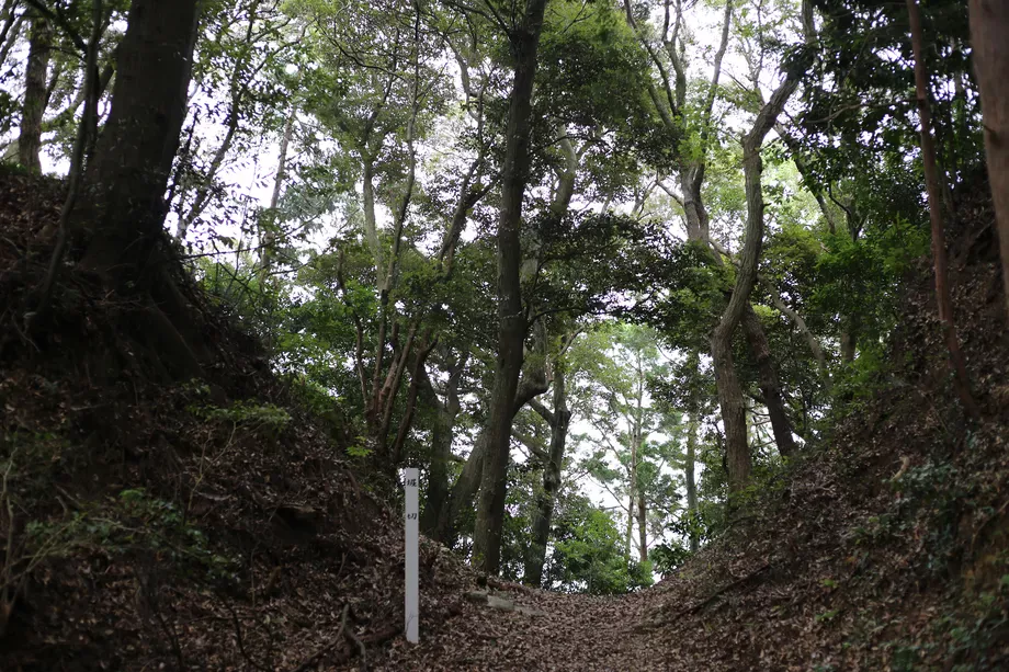 堀切を下から撮った写真、両側の崖が高く堀切は深い