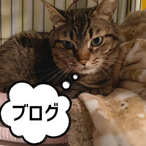 ブログカテゴリーの写真、十兵衛がブログと呟いているところ