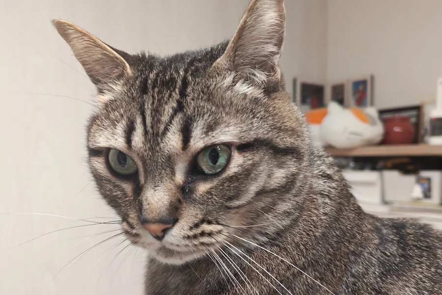 Nothing Phone(4a)Proで撮った猫。毛並みなどしっかり表現されてる