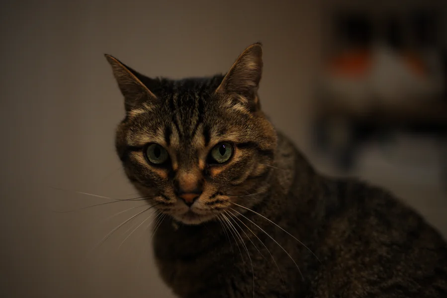 EOS6Dで撮影した猫。背景のボケが大きい