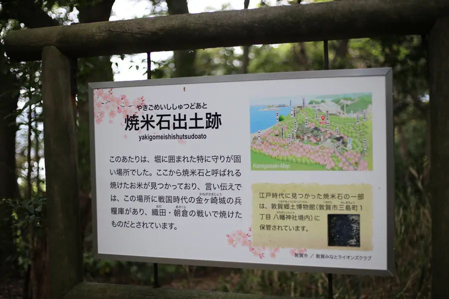 金ヶ崎の戦いで出土した焼米石についてのパネル