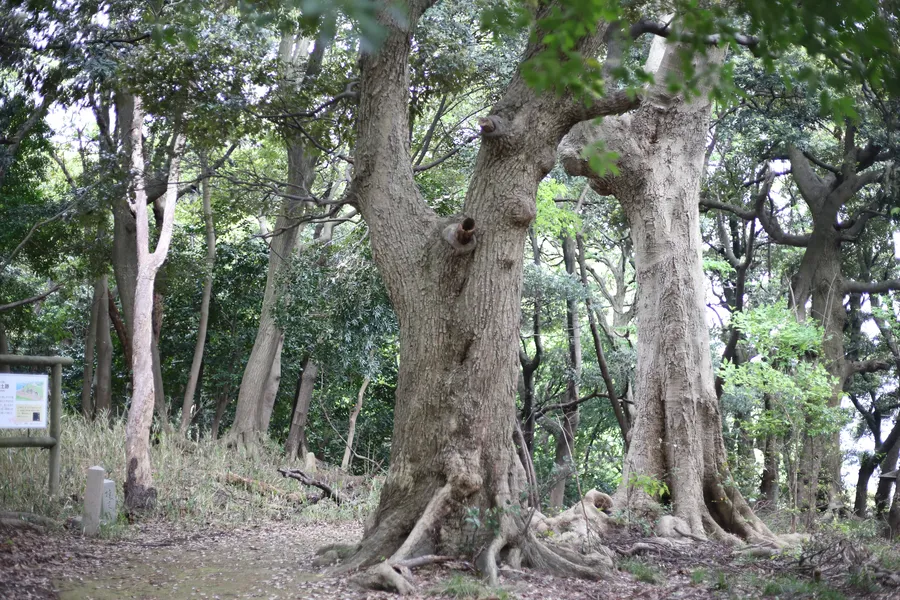 本丸までの道中、大きな杉の木
