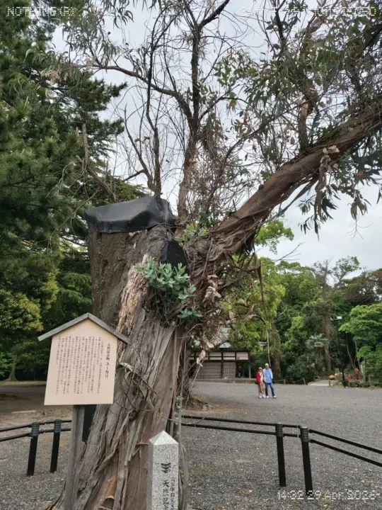 気比神宮にあるユーカリの木